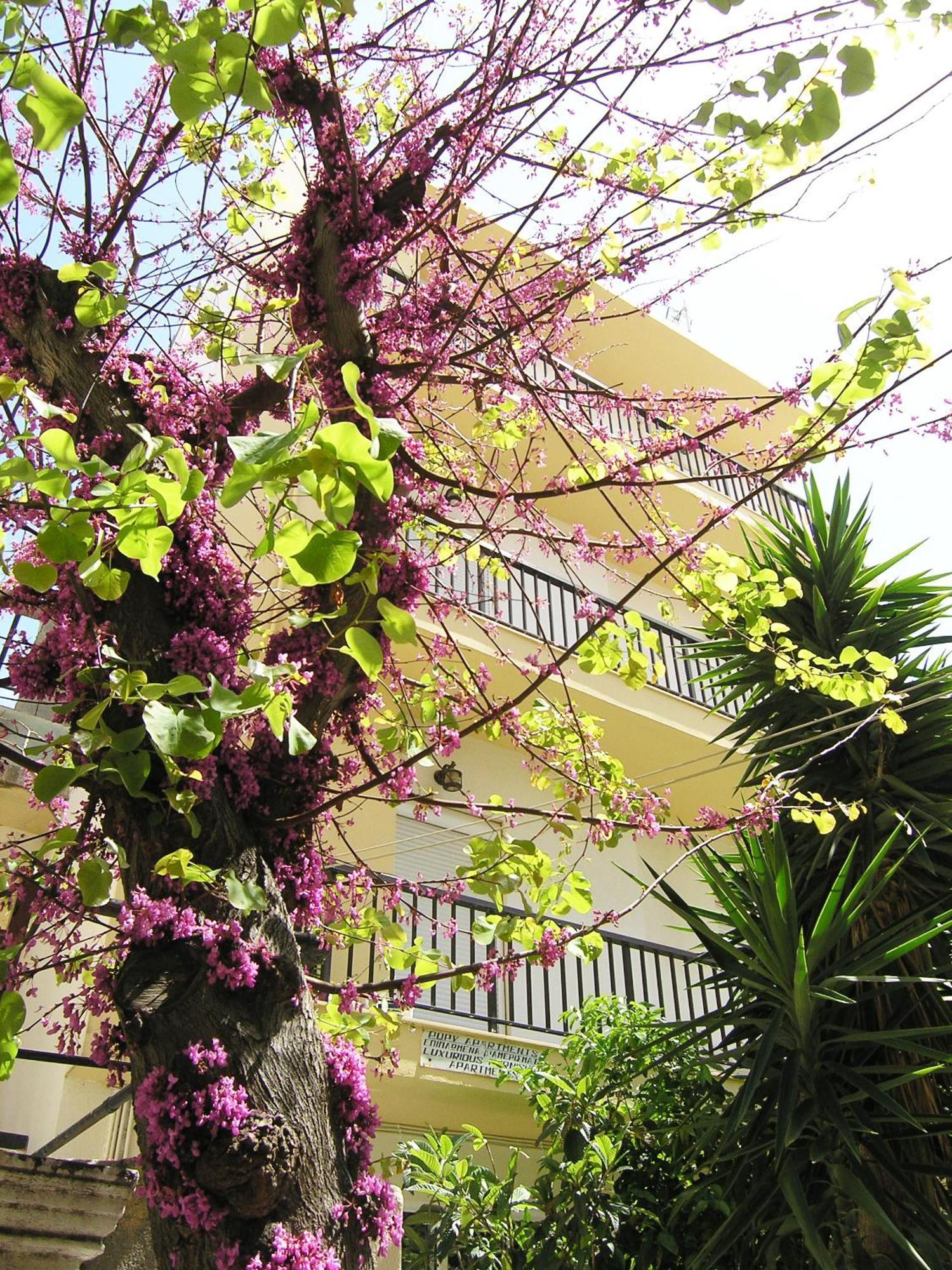 Popy Apartments Ierapetra  Bagian luar foto